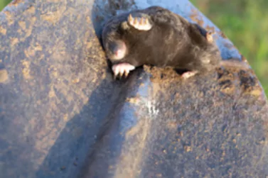 Dead Rodents Removal Donvale