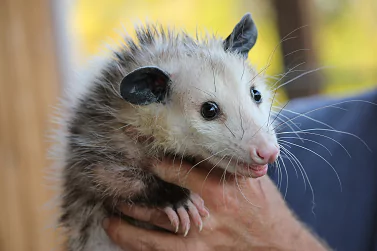 Possum Removal Donvale